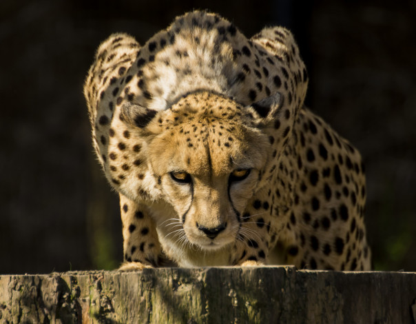 Обои картинки фото животные, гепарды, хищник