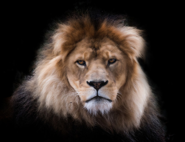 Обои картинки фото животные, львы, лев