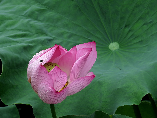 Обои картинки фото цветы, лотосы, цветок, лепестки, фон