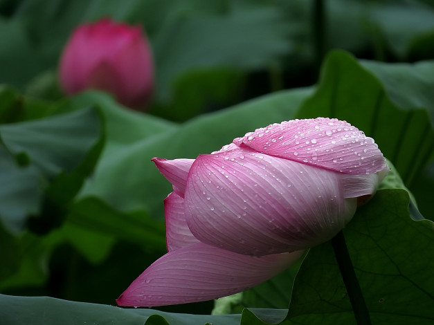 Обои картинки фото цветы, лотосы, фон, лепестки, цветок