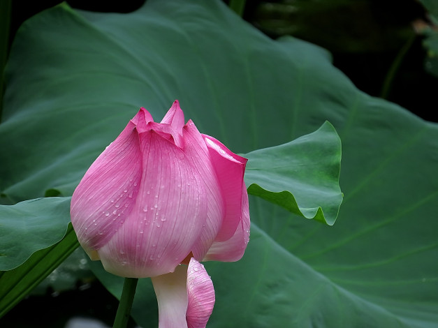 Обои картинки фото цветы, лотосы, лепестки, цветок, фон