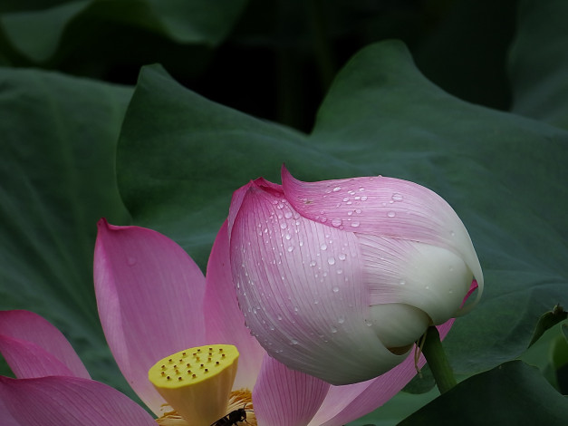 Обои картинки фото цветы, лотосы, лепестки, цветок, фон