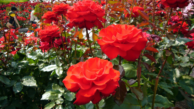 Обои картинки фото цветы, розы, алый