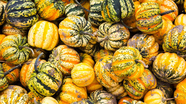 Обои картинки фото еда, тыква, осень, тыквы, урожай