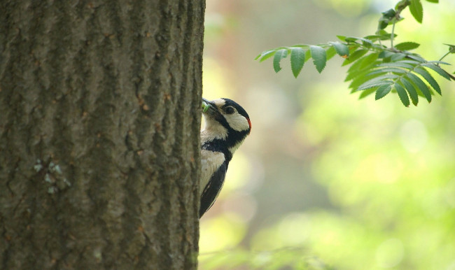Обои картинки фото животные, дятлы, дерево, ствол, червяк, дятел