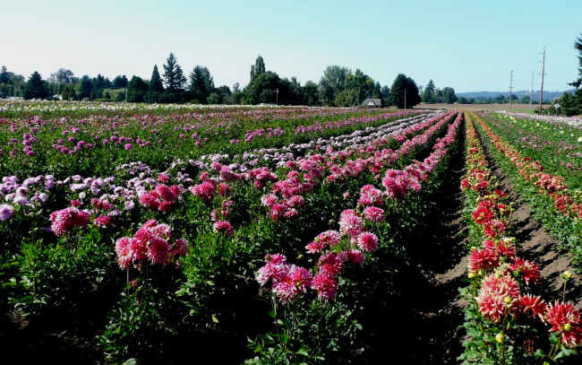 Обои картинки фото цветы, георгины, много