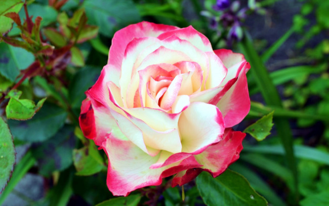 Обои картинки фото цветы, розы, лепестки, макро