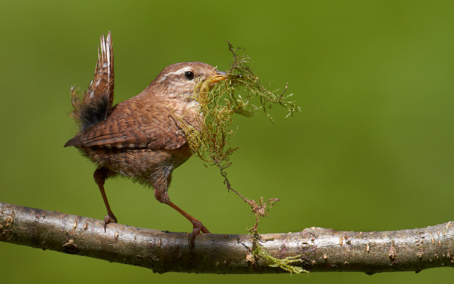 Обои картинки фото животные, птицы, птичка