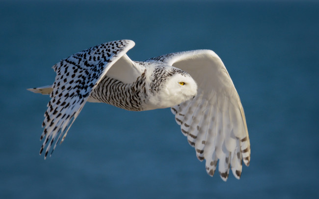 Обои картинки фото животные, совы, птичка