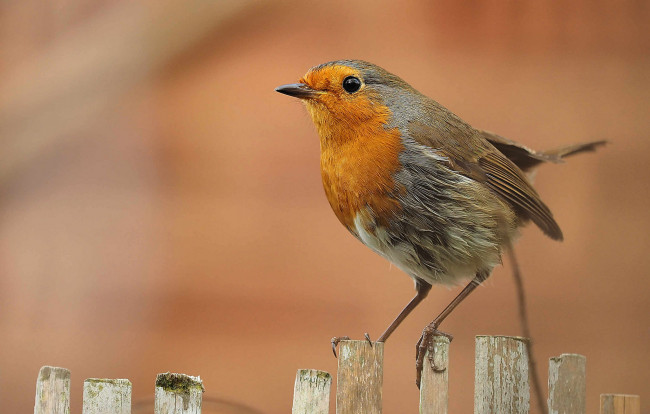 Обои картинки фото животные, птицы, птичка