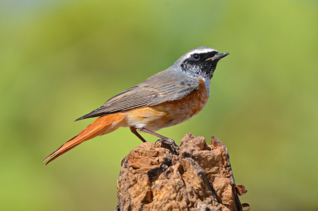 Обои картинки фото животные, птицы, птичка