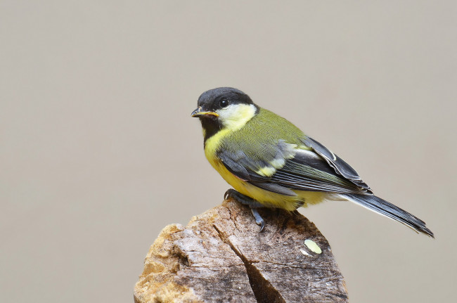 Обои картинки фото животные, синицы,  лазоревки, птичка