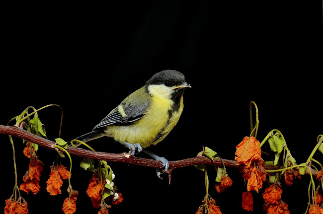 Обои картинки фото животные, синицы,  лазоревки, птичка