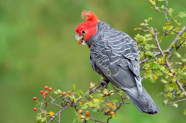 Обои картинки фото животные, попугаи, птичка