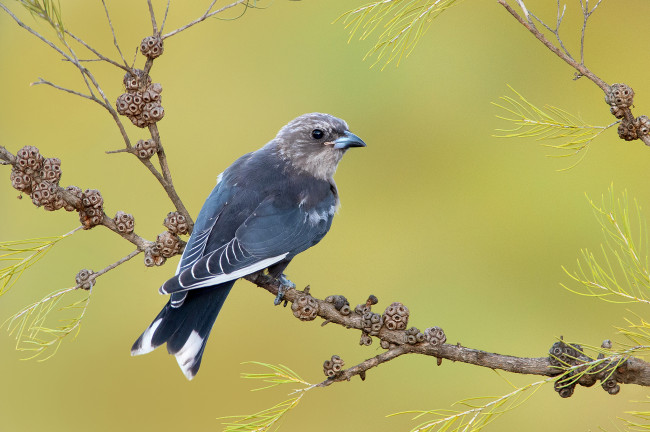 Обои картинки фото животные, птицы - хищники, птичка