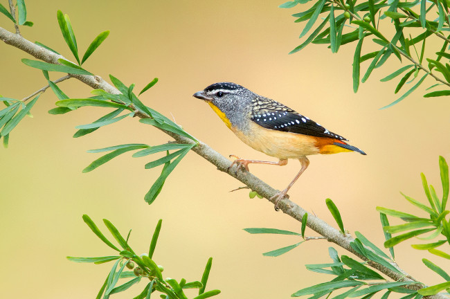 Обои картинки фото животные, птицы, птичка