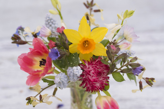 Обои картинки фото цветы, букеты,  композиции, ветреница, мускари, астра, нарцисс, весенний, букет, тюльпан, ночная, фиалка