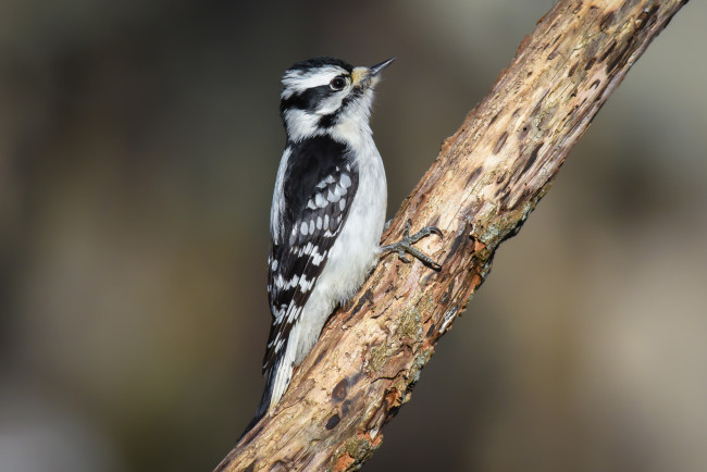 Обои картинки фото животные, дятлы, птичка