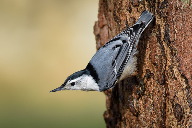 Обои картинки фото животные, поползни, птичка