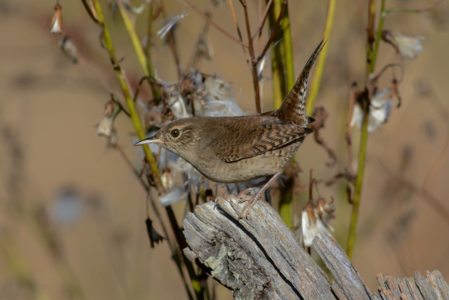 Обои картинки фото животные, птицы, птичка