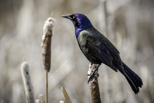 Обои картинки фото животные, птицы, птичка
