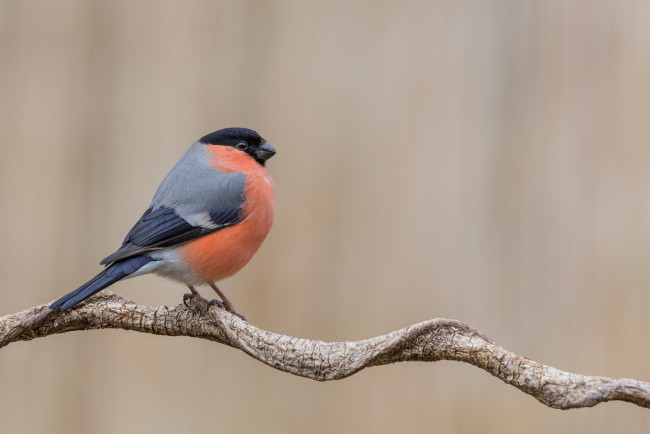 Обои картинки фото животные, снегири, птичка