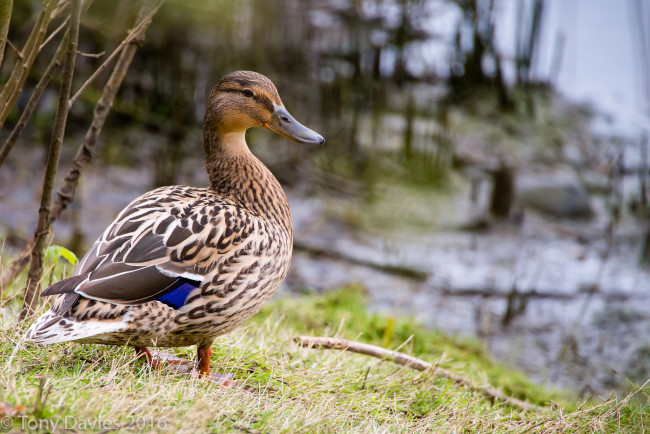 Обои картинки фото животные, утки, птичка