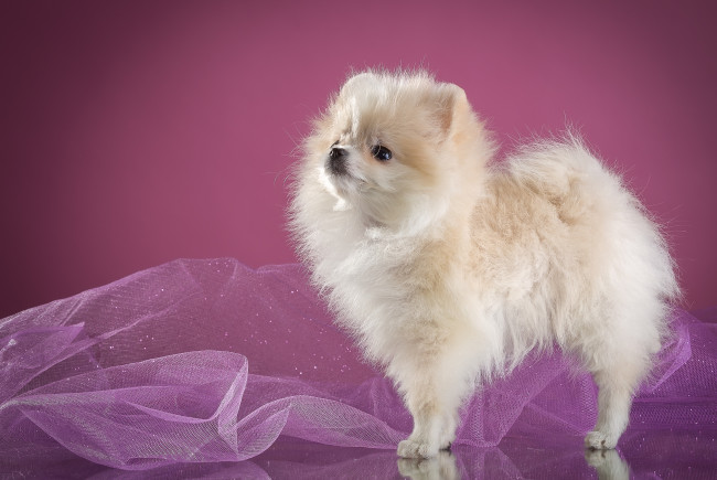 Обои картинки фото животные, собаки, вуаль, шпиц, белый