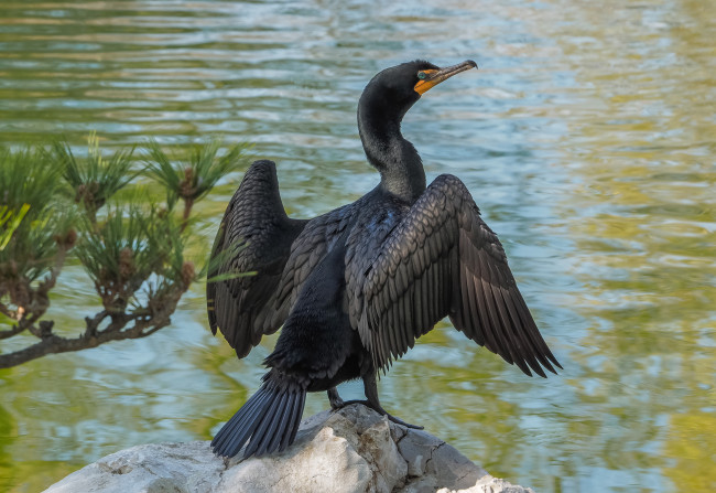 Обои картинки фото животные, Чайки,  бакланы,  крачки, птичка