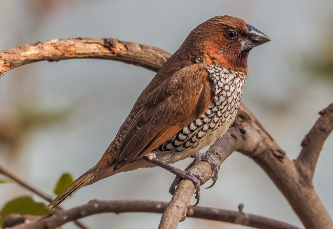 Обои картинки фото животные, птицы, птичка