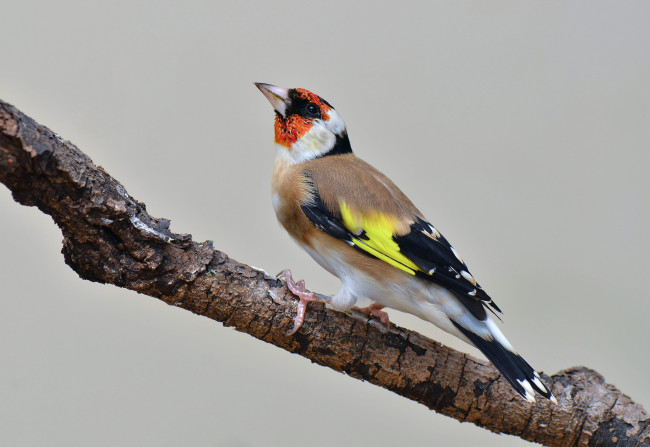 Обои картинки фото животные, щеглы,  чижи, птичка