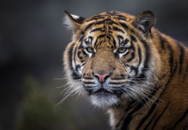 Обои картинки фото животные, тигры, хищник