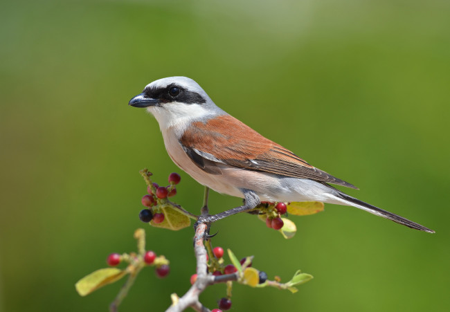 Обои картинки фото животные, птицы, птичка