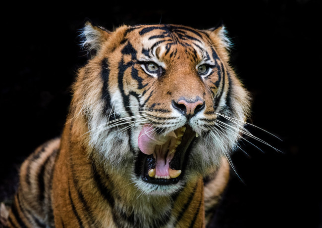 Обои картинки фото животные, тигры, хищник