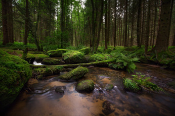 Картинка природа реки озера лес мох ручей камни