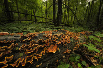 Картинка природа лес деревья