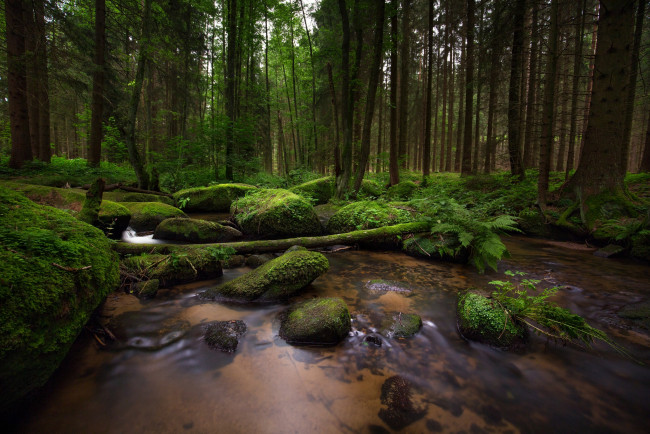 Обои картинки фото природа, реки, озера, лес, мох, ручей, камни