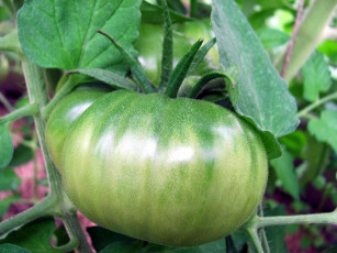 Картинка природа плоды помидор