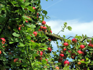 Картинка природа плоды яблоки