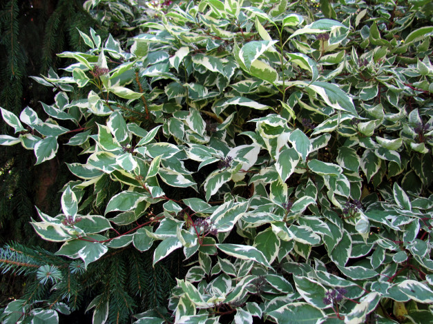 Обои картинки фото природа, листья, пестрые