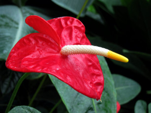 Картинка цветы антуриум+ цветок+фламинго алый антуриум