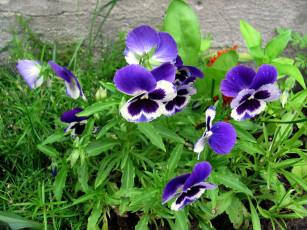 Картинка цветы анютины+глазки+ садовые+фиалки синие анютины глазки