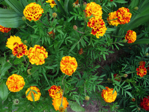 Картинка цветы бархатцы тагетес
