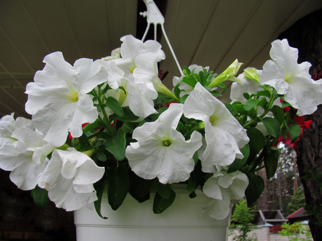 Обои картинки фото цветы, петунии,  калибрахоа, белая, петуния