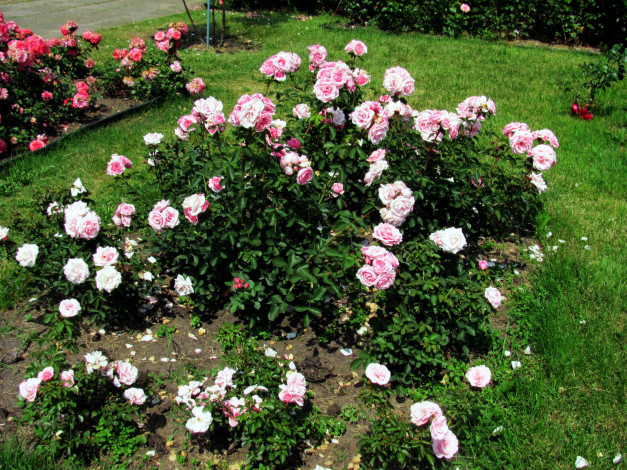 Обои картинки фото цветы, розы, розовые, куст