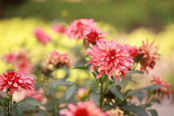 Картинка цветы георгины розовые макро