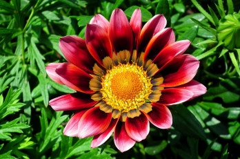 обоя цветы, газания, макро, розовая