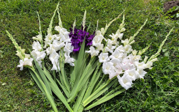 Картинка цветы гладиолусы трава белые лиловые