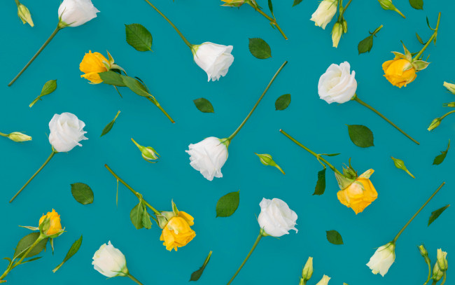 Обои картинки фото цветы, розы, белые, желтые, бутоны