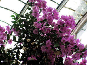 Картинка цветы бугенвиллея куст